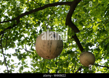 Maisons d'oiseaux en céramique ronde suspendue sur les branches d'arbres Banque D'Images