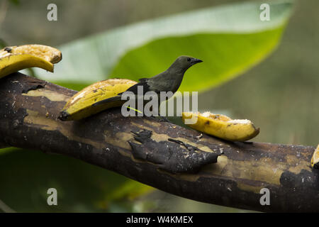 Dans le palm tanager fôret subtropical qui couvre le versant ouest de la Cordillère des Andes à l'Alambi 1 hummingbird paradise en Equateur. Banque D'Images