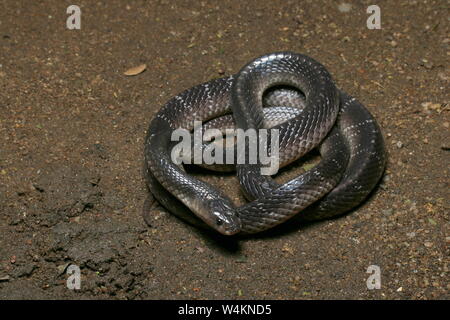 Krait commun du Sri Lanka , Krait Krait, noir,Bungarus ceylonicus, Banque D'Images
