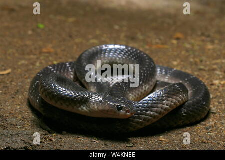 Krait commun du Sri Lanka , Krait Krait, noir,Bungarus ceylonicus, Banque D'Images