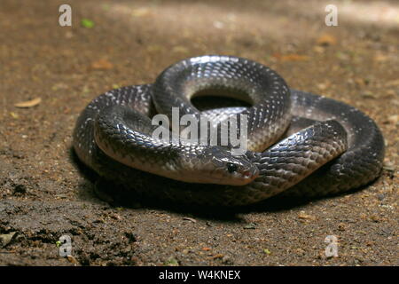 Krait commun du Sri Lanka , Krait Krait, noir,Bungarus ceylonicus, Banque D'Images