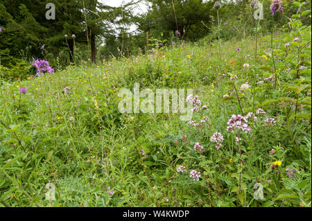 Chalk grassland naturel sauvage prairie avec diversité des espèces végétales, l'origan, orchidées, de chardons, de carex, millefeuille, gratteron, Ragged Robin, selfheal Banque D'Images