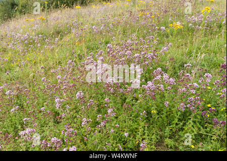 Chalk grassland naturel sauvage prairie avec diversité des espèces végétales, l'origan, orchidées, de chardons, de carex, millefeuille, gratteron, Ragged Robin, selfheal Banque D'Images