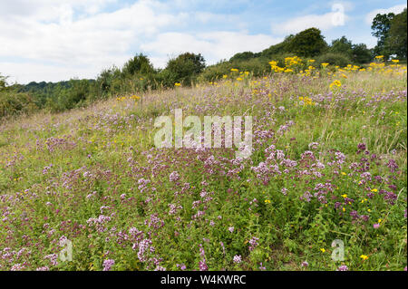 Chalk grassland naturel sauvage prairie avec diversité des espèces végétales, l'origan, orchidées, de chardons, de carex, millefeuille, gratteron, Ragged Robin, selfheal Banque D'Images