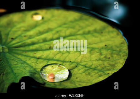 Au matin de l'eau goutte de rosée sur feuille avec la lumière du soleil . Close-up goutte couvercle sur la feuille après jour de pluie Banque D'Images