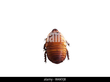 Chevêche Cancrelat géant isolé sur fond blanc. Macropanesthia rhinoceros insecte, vue d'en haut Banque D'Images