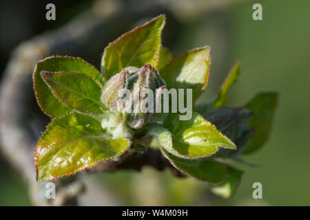 Jeune pomme verte et fleur de printemps en cluster, Berkshire, Avril Banque D'Images