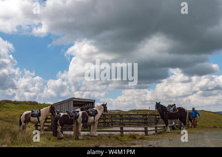 Les chevaux se reposer pendant un trek à travers Epynt au milieu du Pays de Galles. Powys, Pays de Galles. En utilisant l'objet construit corral, une partie de l'accès du public aux terres MOD. Epynt façon. Banque D'Images