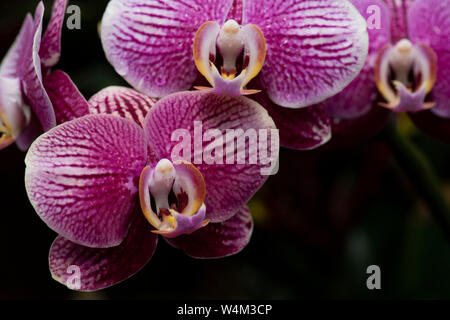 Orchidée dendrobium, espèce d'orchidées épiphytes et lithophytic principalement dans la famille des orchidacées Banque D'Images