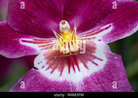 Orchidée dendrobium, espèce d'orchidées épiphytes et lithophytic principalement dans la famille des orchidacées Banque D'Images