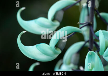 Strongylodon macrobotrys, vigne de Jade, originaire de Philippines, Close up, de fleurs pollinisées par les oiseaux ou les chauves-souris à l'état sauvage, la coloration de la fleur a été s Banque D'Images