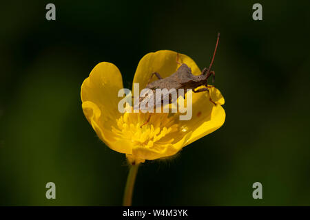 Brown, Bug Shield Coreus marginatus sur Meadow Buttercup, Ranunculus acris, Marais d'Elmley, Kent UK, Réserve naturelle d'Elmley Banque D'Images
