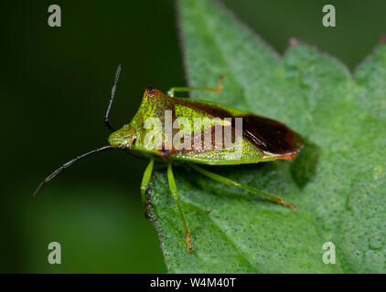 Hawthorn Shieldbug Acanthosoma haemorrhoidale, Bonsai, banque, Denge Woods, Kent UK Banque D'Images