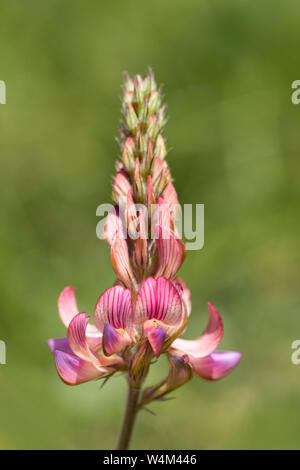 Sainfoin Onobrychis viciifolia, fleurs, Darland Banks, Kent UK, vivace de pelouses calcaires, famille des pois, une légumineuse, trèfle Banque D'Images