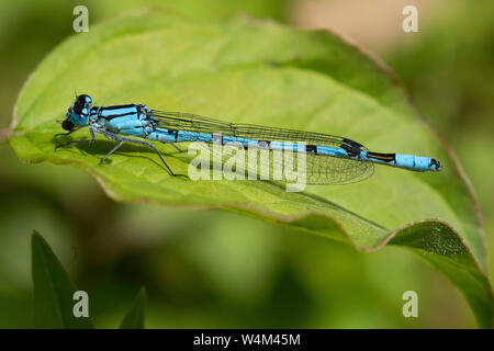 Bleue, homme, Enallagma atricollis, Sevenoaks, Kent Wildlife Trust Réserve Naturelle, UK, reposant sur des feuilles au soleil Banque D'Images