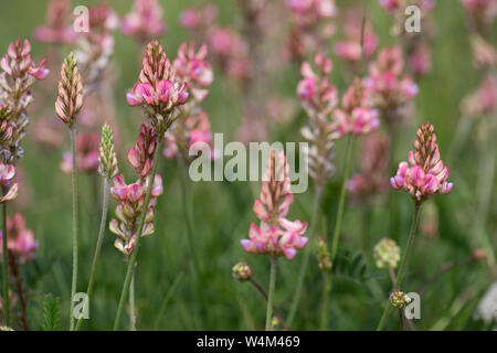 Sainfoin Onobrychis viciifolia, fleurs, Darland Banks, Kent UK, vivace de pelouses calcaires, famille des pois, une légumineuse, trèfle Banque D'Images