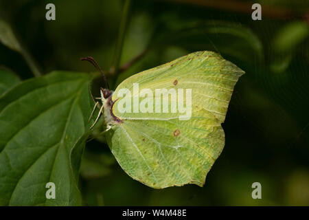 Brimstone Butterfly Gonepteryx rhamni, femme, Sevenoaks, vers le bas, Kent Wildlife Trust Réserve Naturelle, UK, reposant sur feuille, dessous des ailes Banque D'Images