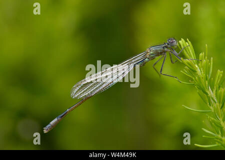 Bleue, femme, Enallagma atricollis, Sevenoaks Kent Wildlife Trust Réserve Naturelle, UK, reposant sur leaf sur l'étang Banque D'Images