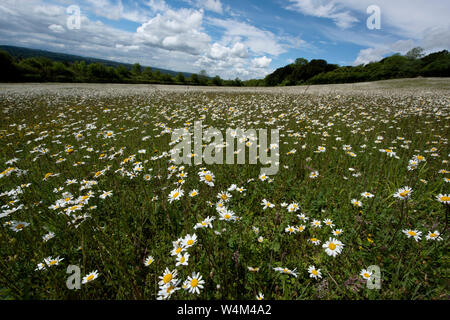 Domaine de Oxeye Daisy, Leucanthemum vulgare, Sevenoaks, Kent Wildlife Trust Réserve Naturelle, UK, meadow, marguerites Banque D'Images