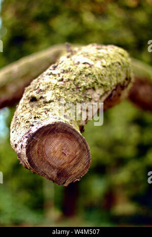 Vue rapprochée d'une branche de bois coupés couverts de mousse Banque D'Images