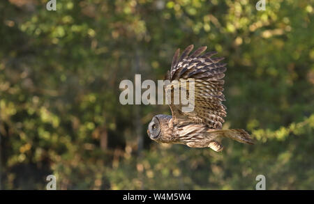 Grand hibou gris, Strix nebulosa / Flying Owl Banque D'Images