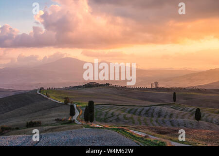 Allée de cyprès, des routes de campagne et les champs agricoles au lever du soleil. Campagne italienne. Val d'Orcia. La toscane. L'Italie. L'Europe Banque D'Images