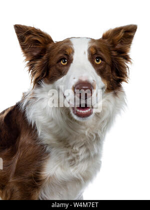 Head shot de coquin à brown avec white Border Collie. Looking at camera avec les yeux jaunes. Les oreilles et la bouche légèrement ouverte montrant les dents parfaite Banque D'Images