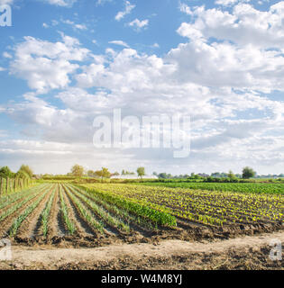 Le poireau, le poivron et l'aubergine cultiver des plantations dans un champ sur une journée ensoleillée. Accroître les légumes organiques. Produits respectueux de l'environnement. L'agriculture et l'élevage. Ukra Banque D'Images