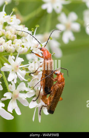 Paire de Rhagonycha fulva (Commun soldat Rouge de coléoptères, Bloodsucker & corrections stupides Berce du Caucase Beetle) l'accouplement en été dans le West Sussex, Royaume-Uni. Portrait vertical. Banque D'Images