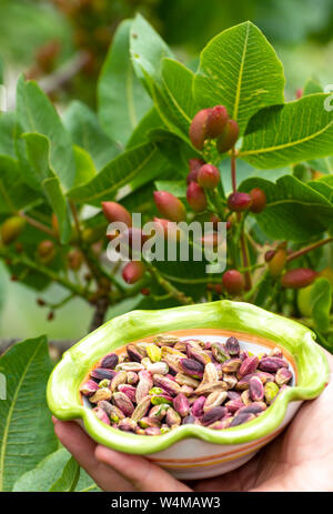 Doux, délicat, parfumé de noix, pistaches de Bronte avec couleur vert brillant et pistachier avec cerneaux de noix Banque D'Images