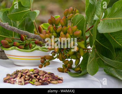 Doux, délicat, parfumé de noix, pistaches de Bronte avec couleur vert brillant et pistachier avec cerneaux de noix Banque D'Images