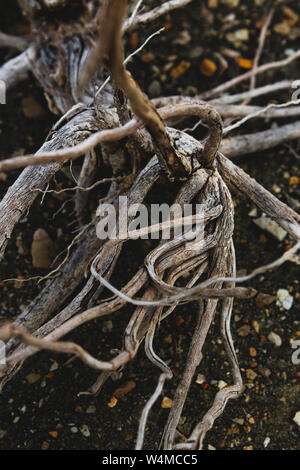 Close-up de branches de bois mort sur la plage Banque D'Images