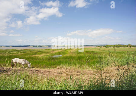 Voir l'oiseau de masquer sur Montrose Basin, Scottish Wildlife Trust, Montrose, Angus, Scotland avec cheval blanc en premier plan. Banque D'Images