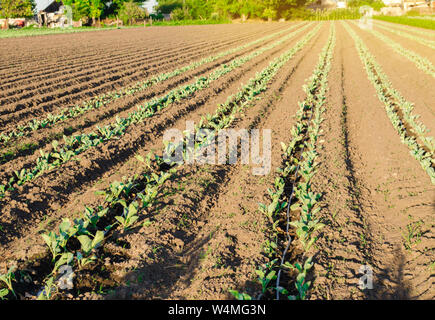 Les jeunes plantations de chou sur une ferme sur une journée ensoleillée. Accroître les légumes organiques. Produits respectueux de l'environnement. L'agriculture et l'élevage. Cultivat Plantations Banque D'Images