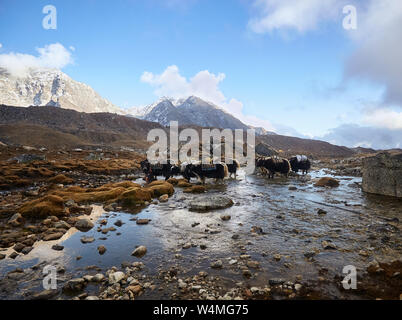 Les yacks transportant des charges sur la façon de le camp de base de l'Everest, Everest, Himalaya, région du Népal. Banque D'Images