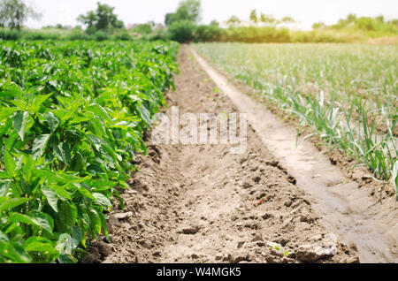 Plantation de jeunes poireaux et poivrons sur une ferme sur une journée ensoleillée. Accroître les légumes organiques. Produits respectueux de l'environnement. Les terres de l'agriculture et l'agro-industrie. Banque D'Images