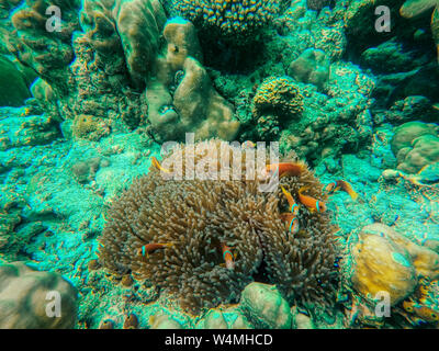 Cette photo montre le monde sous-marin animé des Maldives avec l'anémone et le poisson. Banque D'Images