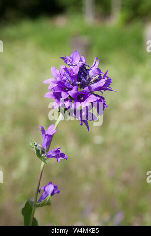 Bellflower CAMPANULA GLOMERATA ou en cluster est le comté de Rutland Angleterre,fleurs Banque D'Images