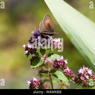 Papillon Maniola Jurtina brun Prairie sur une fleur d'origan Banque D'Images