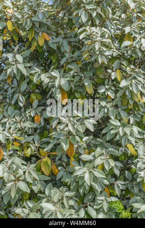 Green et le jaunissement des feuilles de Oleaster / Elaeagnus ebbingei / E. submacrophylla dune de sable au sol. Peut-être le stress de l'eau / sécheresse / pénurie d'eau Banque D'Images