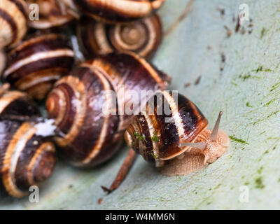 Un escargot (Helix lucorum) close-up de ramper sur le mur d'escargots recueillis godet en plastique Banque D'Images