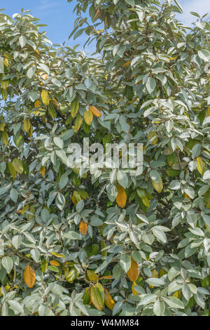 Green et le jaunissement des feuilles de Oleaster / Elaeagnus ebbingei / E. submacrophylla dune de sable au sol. Peut-être le stress de l'eau / sécheresse / pénurie d'eau Banque D'Images