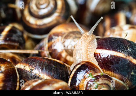 Un escargot (Helix lucorum) grimpe sur les escargots recueillis close-up Banque D'Images