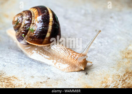 Escargots (Helix lucorum) se hisse sur la surface en acier sale humide close-up Banque D'Images