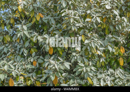 Green et le jaunissement des feuilles de Oleaster / Elaeagnus ebbingei / E. submacrophylla dune de sable au sol. Peut-être le stress de l'eau / sécheresse / pénurie d'eau Banque D'Images