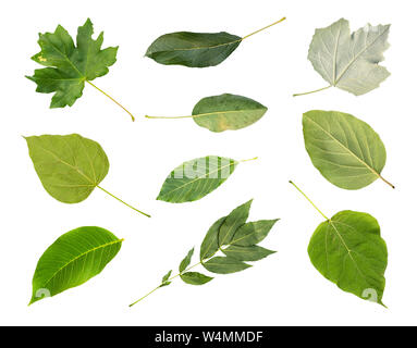 Collection de divers frais vert feuilles des arbres de la Kuban découper sur fond blanc (catalpa, érable, peuplier blanc, pomme, poire, Coing, walnu Banque D'Images