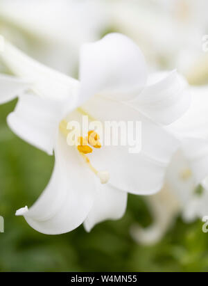 Lilium longiflorum / Lis de Pâques un lys blanc qui fleurit dans l'Okinawa, Japon Banque D'Images