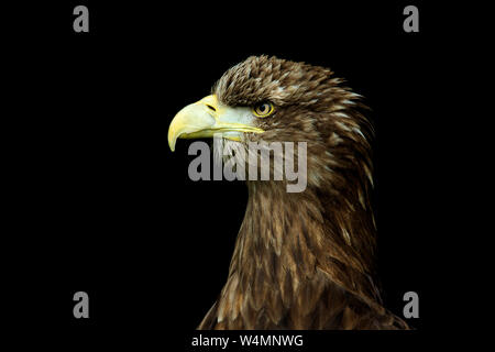 Vue du côté de l'aigle Portrait Headshot sur fond noir Banque D'Images