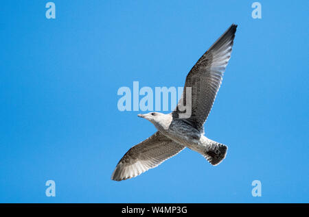 Goéland juvénile (Larus canus) Banque D'Images