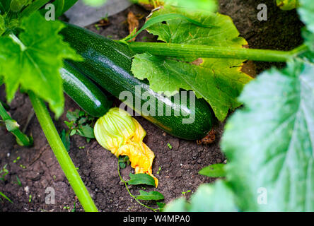 De plus en plus de courgette dans le jardin. Close-up. Banque D'Images